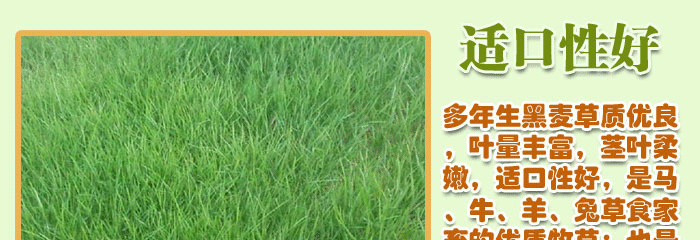 多年黑麦草坦克(白标)