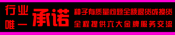 多年黑麦草坦克(白标)
