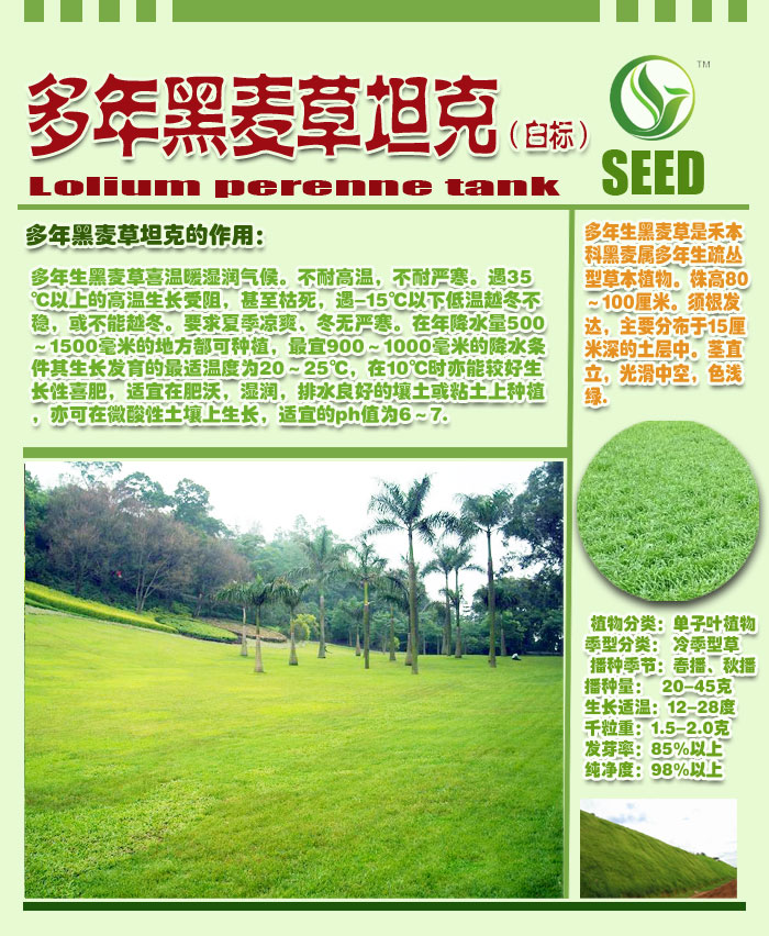 多年黑麦草坦克(白标)