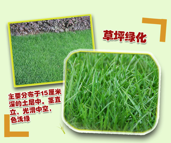 多年黑麦草坦克(白标)