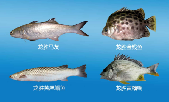 龍勝良種魚苗